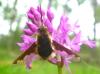 Bombylius major
